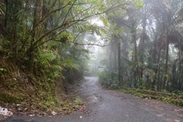 El Yunque Rainforest Guided Hiking and Waterfall Tour