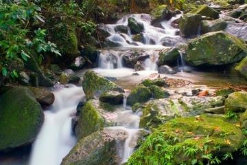 El Yunque Rainforest Half-Day Trip from San Juan