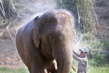 Elephant Camp Tour including Elephant Ride from Krabi
