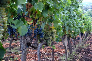 Etna Full-Day Wine Tour Etna Full-Day Wine Tour