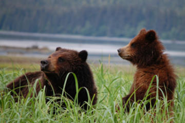 Exclusive Pack Creek Bear Viewing from Juneau