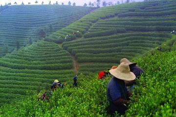 Experience Chengdu: Private Tea-Making Tour of Mengdingshan Tea Plantation