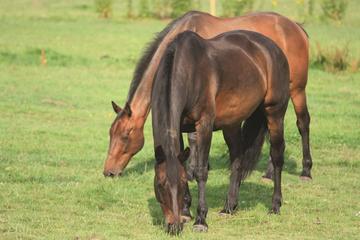 Finkana Park Tour from Bogotá Finkana Park Tour from Bogotá