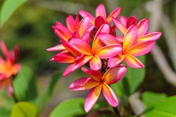 Flavors and Scents of St Lucia: Greenwood Terrace Tour Flavors and Scents of St Lucia: Greenwood Terrace Tour