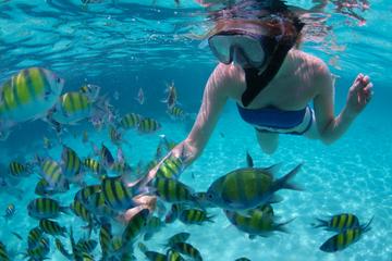 Freeport Snorkeling and Catamaran Cruise to Peterson Cay National Park
