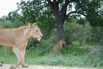 Full-Day Big 5 Safari from Hazyview