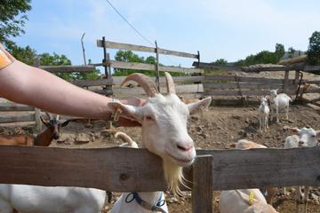 Full-Day Countryside Off-Road Vehicle Tour from Prague: Volcanos, Rana Mountain And Goat Farm Visit