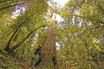 Full Day Hiking in Whirinaki forest