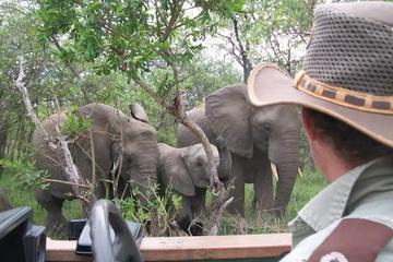 Full-Day Kruger Safari from Skukuza