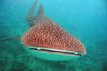 Full-Day Richelieu Rock Scuba Diving from Phuket