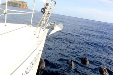 Full-Day Sailing Trip Including Lunch