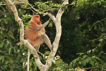 Full-Day Sepilok Orangutan and Labuk Bay Proboscis Monkey from Sandakan