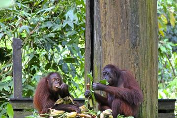 Full-Day Sepilok Orangutan Center and Sandakan City