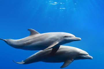 Gibraltar Dolphin Cruise with Transport from Costa del Sol