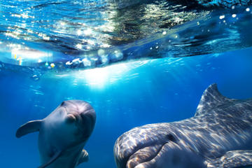 Gibraltar Dolphin Cruise with Transport from Malaga