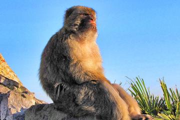 Gibraltar Highlights: Guided Day Tour from Seville