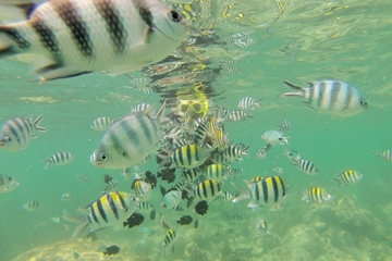 Glass Bottom Boat Excursion with Snorkeling from Diani Beach
