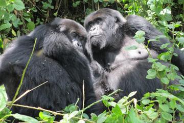 Gorilla Trekking and Wildlife Game Drives in Rwanda and Burundi