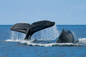 Grand Turk Shore Excursion: Whale Watching Adventure