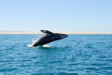 Gray Whale Watching from Seattle Including Whidbey Island