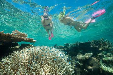 Great Barrier Reef Diving and Snorkeling Cruise from Cairns