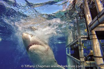 Great White Shark Dives