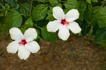 Grenada Spice Garden Tour