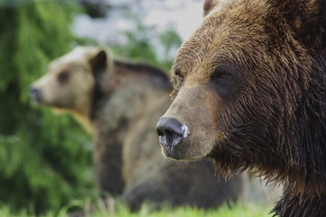 Grouse Mountain Admission
