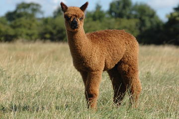 Guided Alpaca Farm Tour in Picturesque Warwickshire Countryside