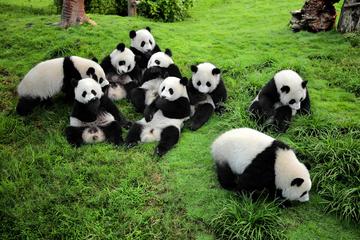 Guided Chengdu Day Tour including the Panda Breeding Center, Jinsha Museum, People's Park and Sichuan Opera
