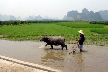 Guilin Private Tour: 2-Day Li River Cruise and Longji Terrace Fields