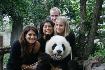 Half-Day Chengdu Panda Breeding Center Tour with Optional Baby Panda Holding