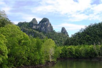 Half-Day Geopark Mangrove Cruise from Langkawi