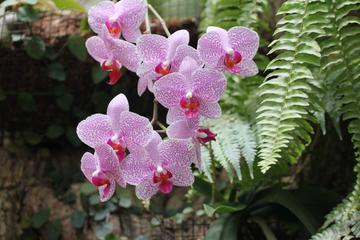 Half-Day Kota Kinabalu Orchid Tour