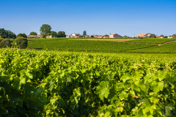 Half-Day Médoc Wine-Tasting Tour and River Cruise from Bordeaux