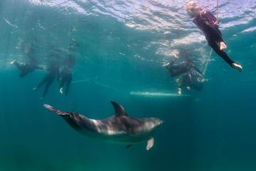 Half-Day Mornington Peninsular Dolphin and Seal Swim from Sorrento
