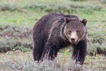 Half-Day Wildlife Safari From Jackson Hole