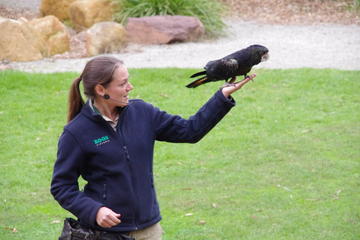 Healesville Sanctuary VIP Meet and Feed Day Trip from Melbourne