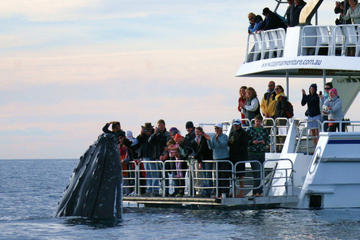 Hervey Bay Whale Watching Cruise