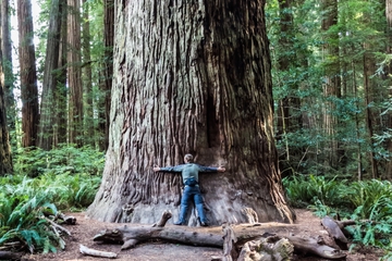 Hippie Tour of Muir Woods, Golden Gate Bridge and Sausalito