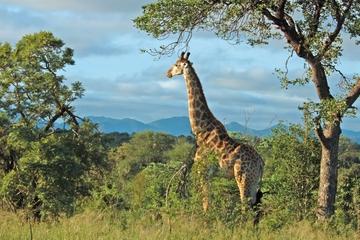 Hluhluwe Game Reserve Safari