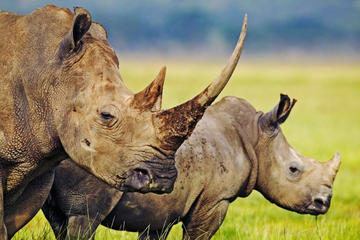Hluhluwe Game Reserve Tour from Durban