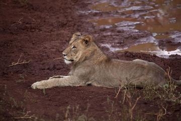 Hluhluwe-Umfolozi Game Reserve from Durban