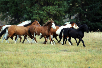 Horseback Riding in Ashcroft