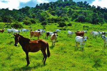 Horseback Riding in Puerto Jiménez