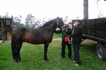 Horseback Riding Including Lunch
