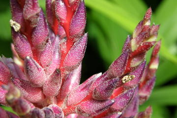 Hunte's Gardens and Mount Gay Rum Tour