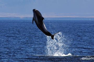 Icelandic Horse Riding and Express Whale Watching Tour from Reykjavik