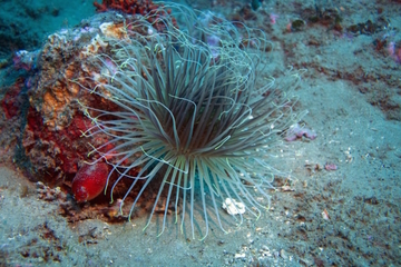 Isola Bella Snorkeling Tour from Taormina