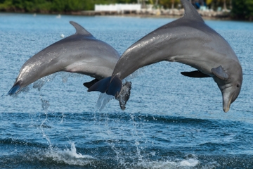 Jamaica Bay Combo Tour: Dolphin Cove and Negril Sunset Cruise from Montego Bay